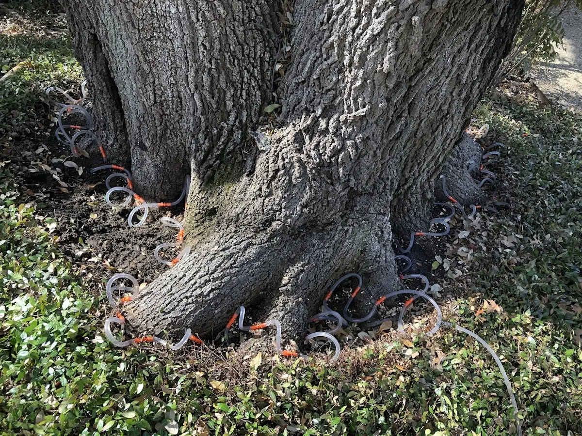 Detailed Tree Cabling and Bracing job site in Sarver