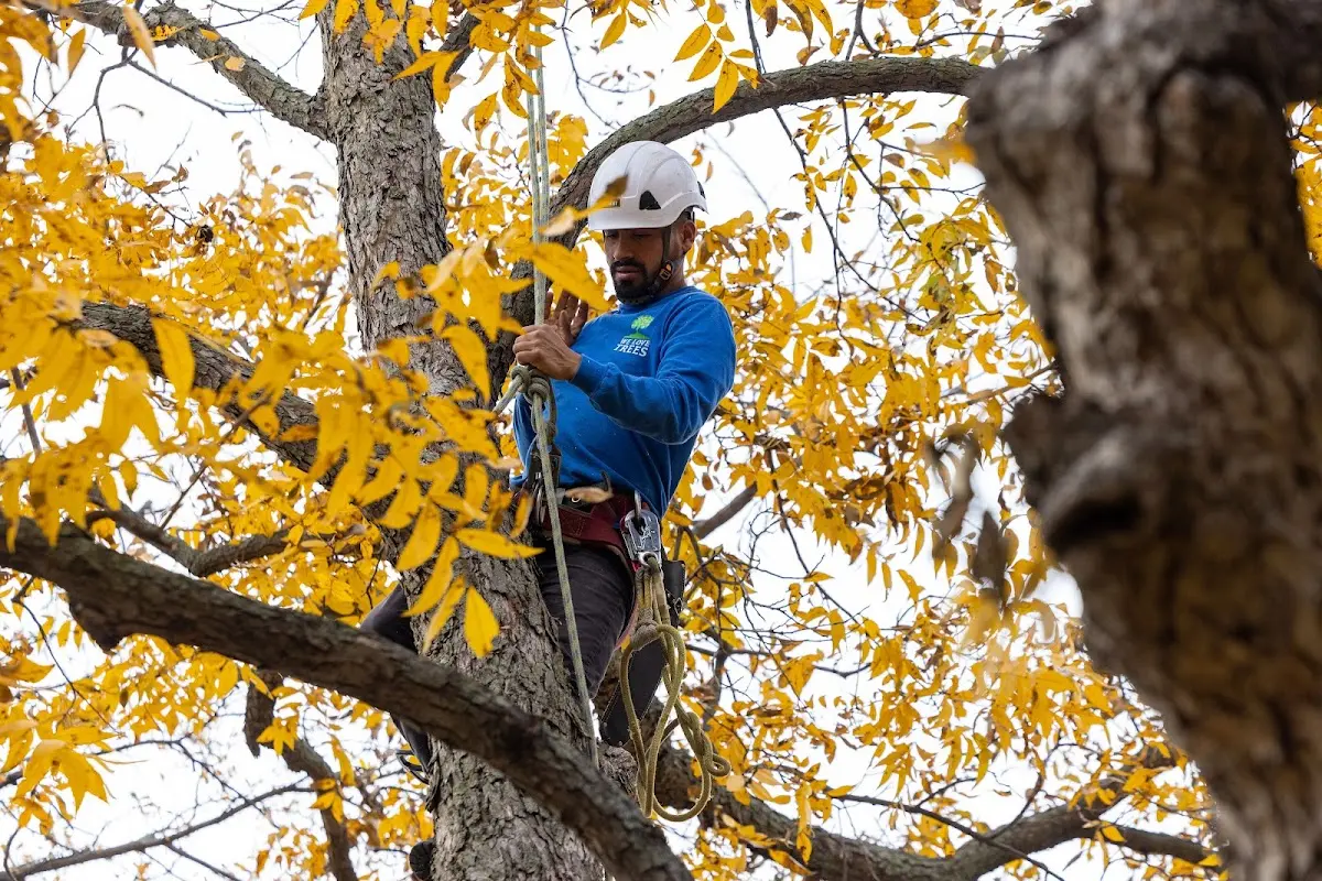 Skilled Dead Tree Removal crew working in Sarver